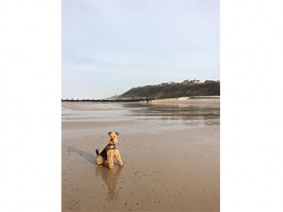 elvis-2_1556553158 dog friendly beaches